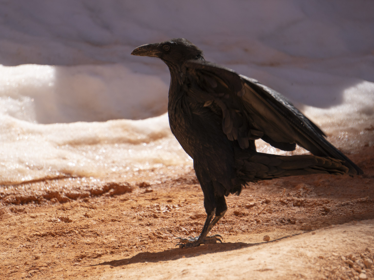 A scruffy raven stretches its wings out